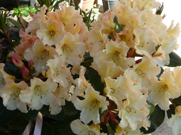 P1170675 - Azalee si rhododendroni