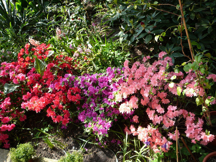 P1170723 - Azalee si rhododendroni