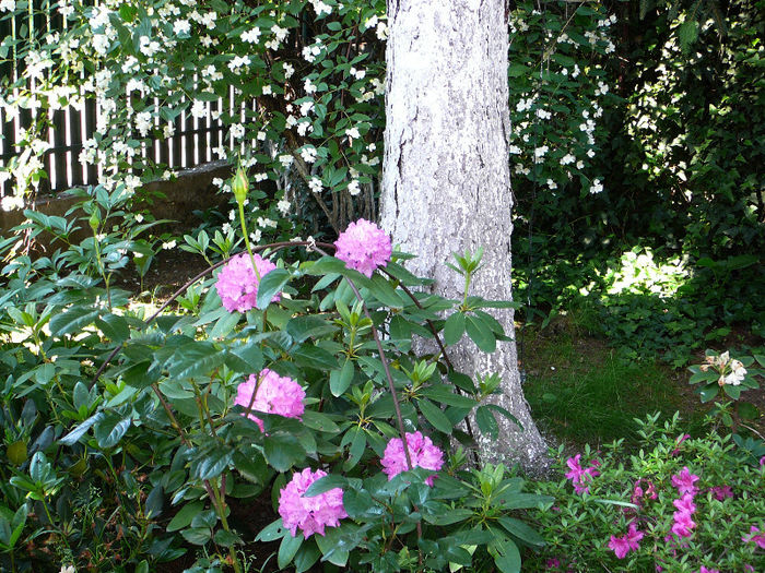 P1170808 - Azalee si rhododendroni