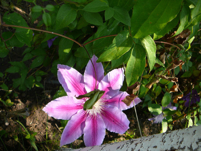 P1170814 - Clematite 2011