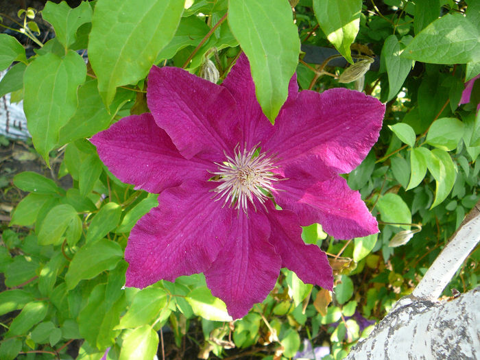 P1170815 - Clematite 2011