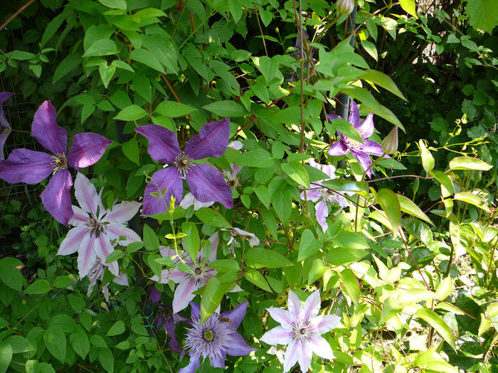 P1170817 - Clematite 2011