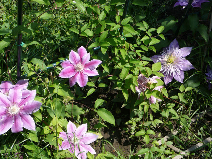 P1170824 - Clematite 2011