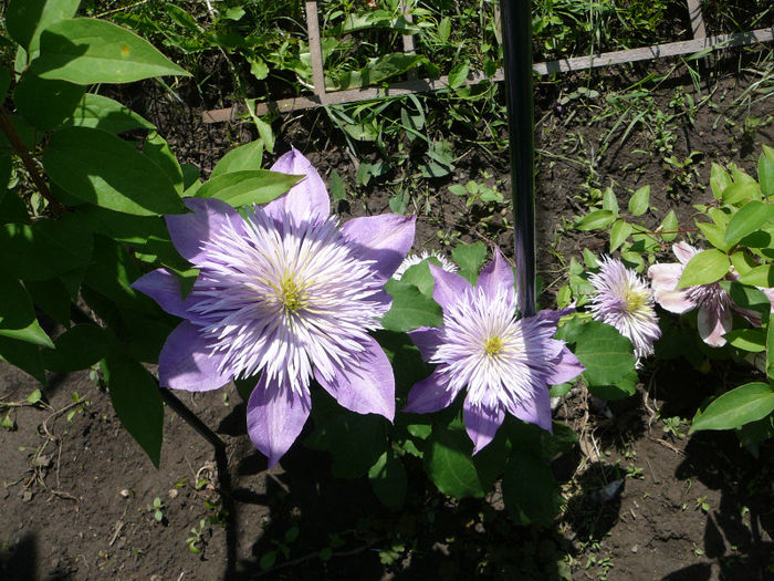 P1170830 - Clematite 2011