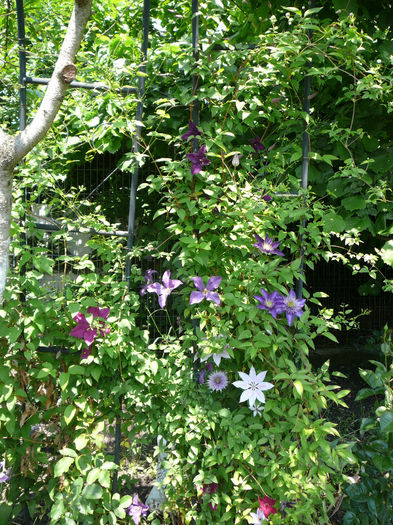 P1170844 - Clematite 2011