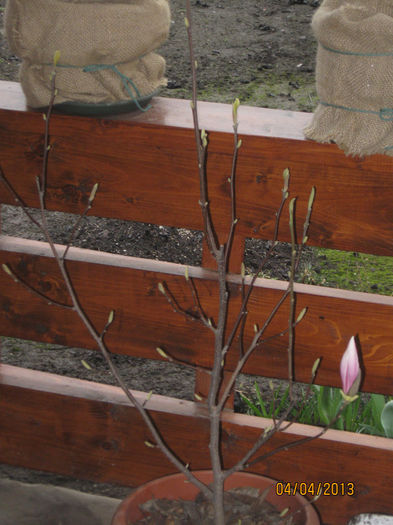 Magnolia- prima inflorire - 1Gradina mea-2013