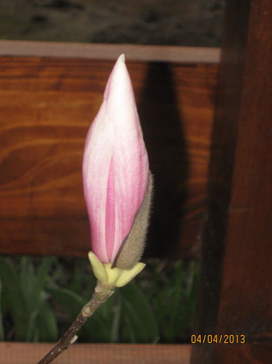 Magnolia- prima inflorire - 1Gradina mea-2013