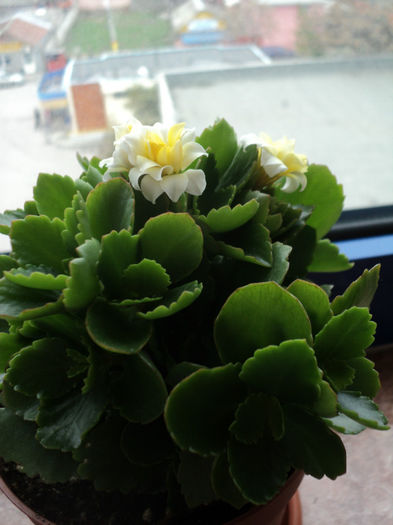 4 aprilie - KALANCHOE - 2013