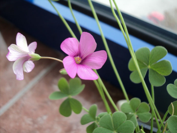 DSC04821 - OXALIS - 2013