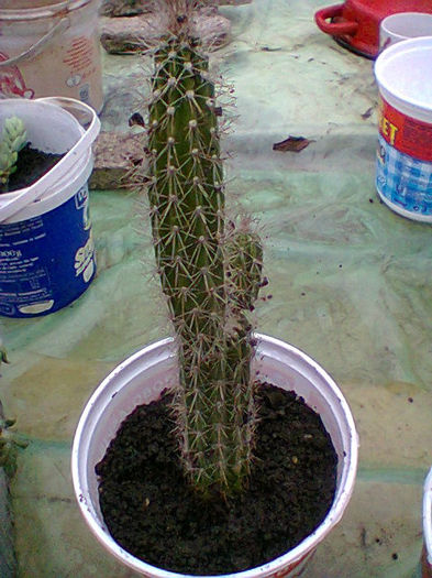 Fotogr.0533 - cactusi