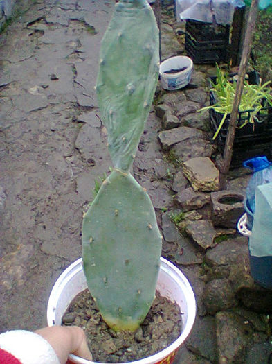 Fotogr.0534 - cactusi
