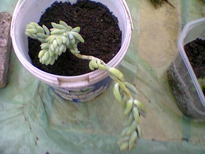 Fotogr.0535 - cactusi