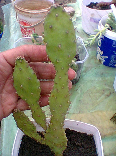 Fotogr.0538 - cactusi