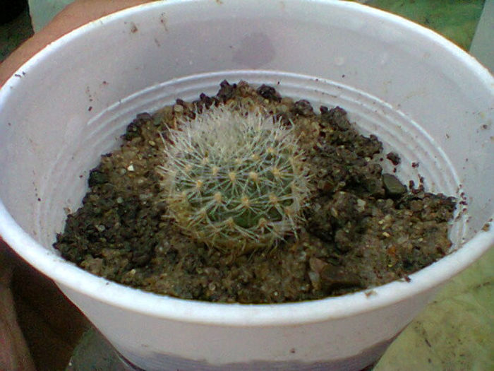 Fotogr.0539 - cactusi