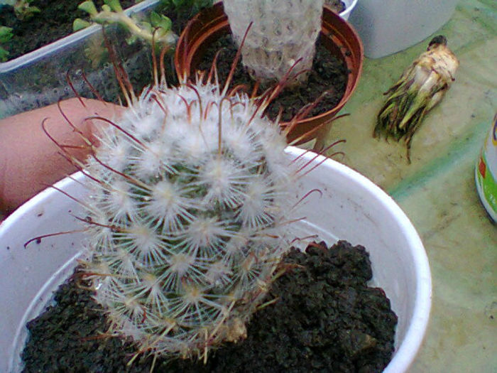 Fotogr.0541 - cactusi