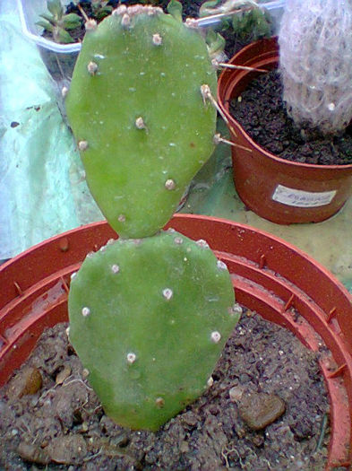 Fotogr.0542 - cactusi