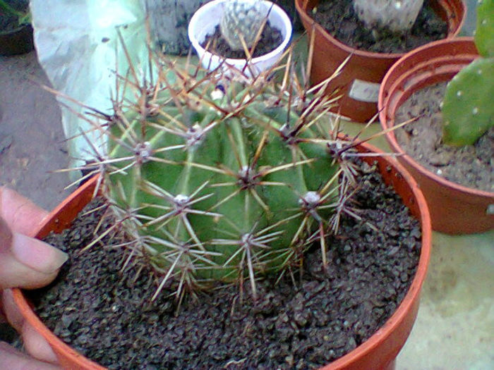 Fotogr.0543 - cactusi