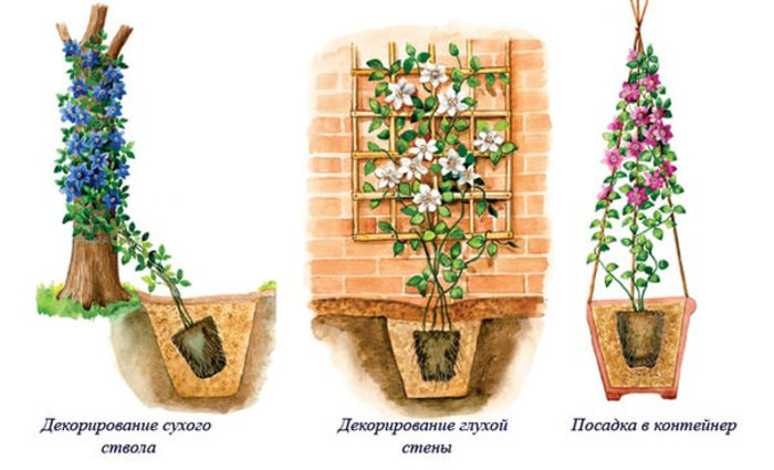 metode de plantare - Clematis florile de vis-info utile