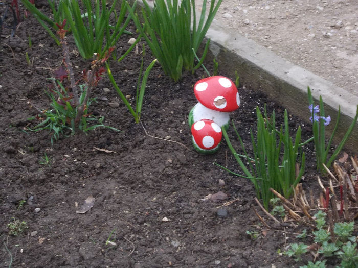 DSCN7693_3164 - Florile mele