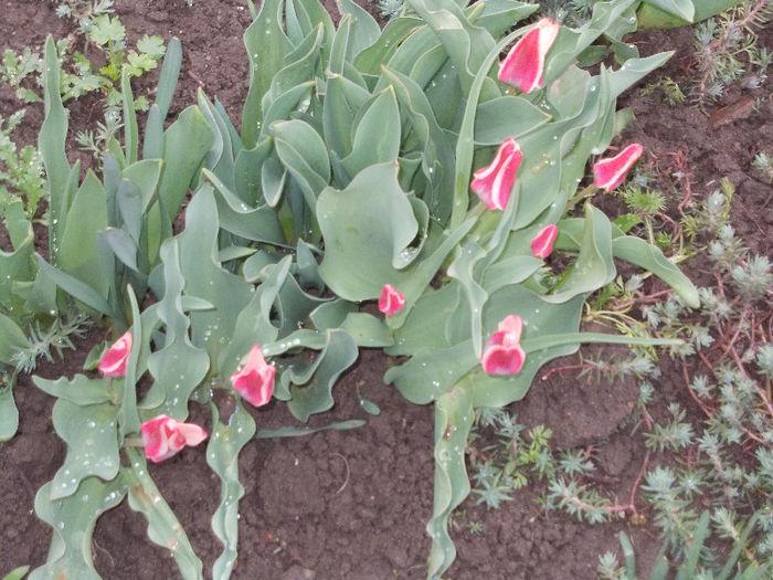 DSCN7698_3169 - Florile mele