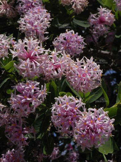 Dias cotinifolia- - 2-de vanzare 2019-2020-SEMINTE IERBURI FOLOSITOARE SI PLANTE MEDICINALE RARE