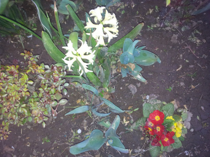 2013-04-04 19.29.30 - flori si trandafiri - 2013