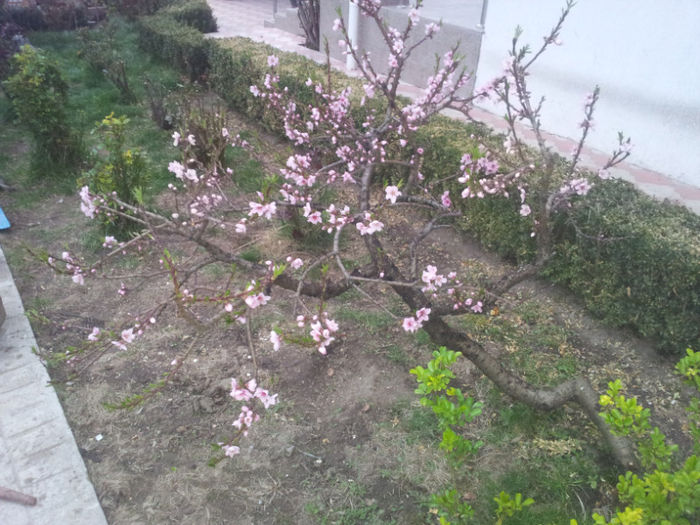 nectarin dw. - pomi fructiferi 2013- 2019