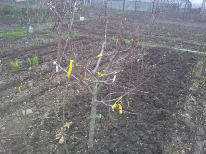 mar altoit in coroana cu alte soiuri de mar