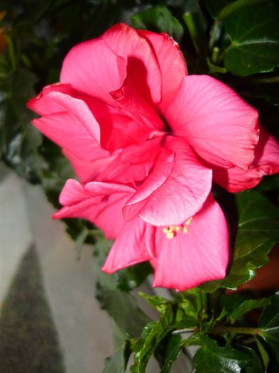 Picture 1228 - x 2013 Hibiscus rosa sinesis