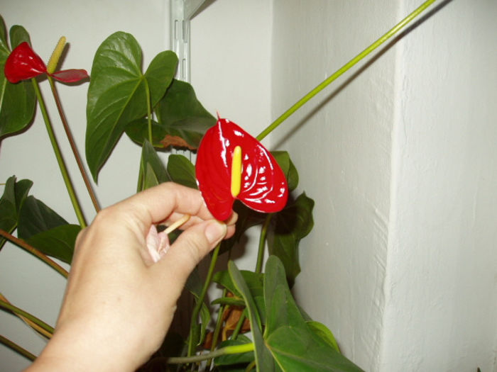 Anthurium de la colegi