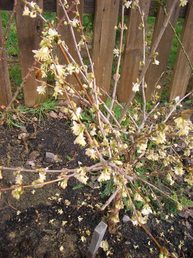 Lonicera fragrantissima - primavara 2013