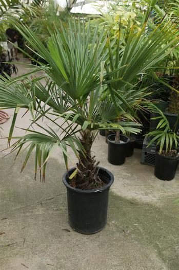 trachycarpus 140 ron - Palmieri de vanzare