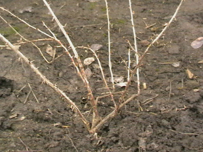 Agris De 2Ani; Planta de 2 ani
