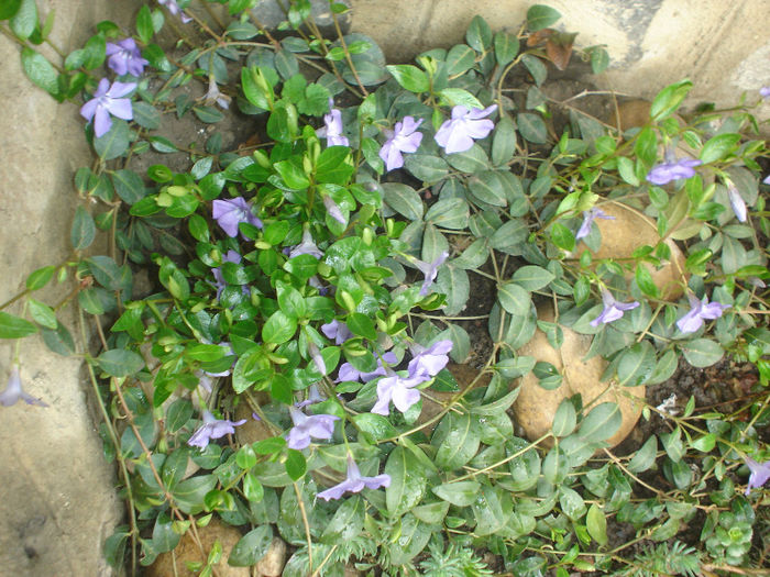 vinca