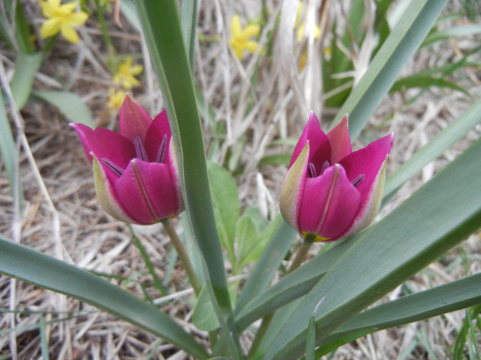 Tulipa Persian Pearl (2013, April 05) Tulipa Persian Pearl (2013, April 05)