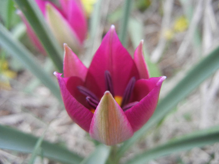 Tulipa Persian Pearl (2013, April 05) Tulipa Persian Pearl (2013, April 05)