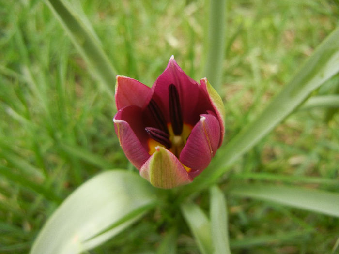Tulipa Persian Pearl (2013, April 05) Tulipa Persian Pearl (2013, April 05)
