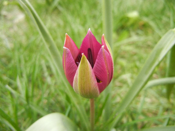 Tulipa Persian Pearl (2013, April 05) Tulipa Persian Pearl (2013, April 05)