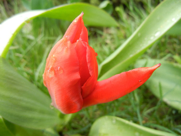 Tulipa Madame Lefeber (2013, April 04)