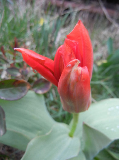 Tulipa Madame Lefeber (2013, April 04)