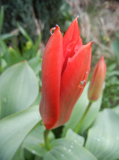 Tulipa Madame Lefeber (2013, April 04)