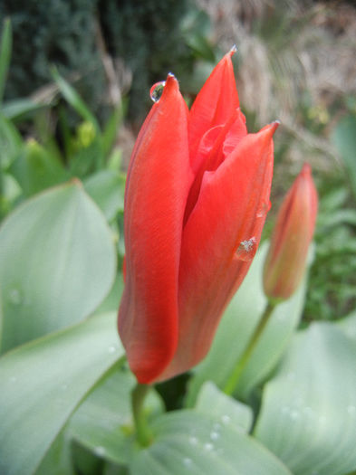 Tulipa Madame Lefeber (2013, April 04) - Tulipa Madame Lefeber