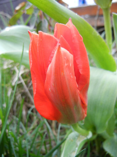 Tulipa Madame Lefeber (2013, April 04)