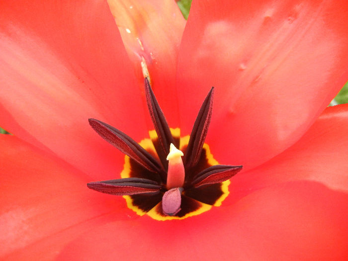 Tulipa Madame Lefeber (2013, April 05)