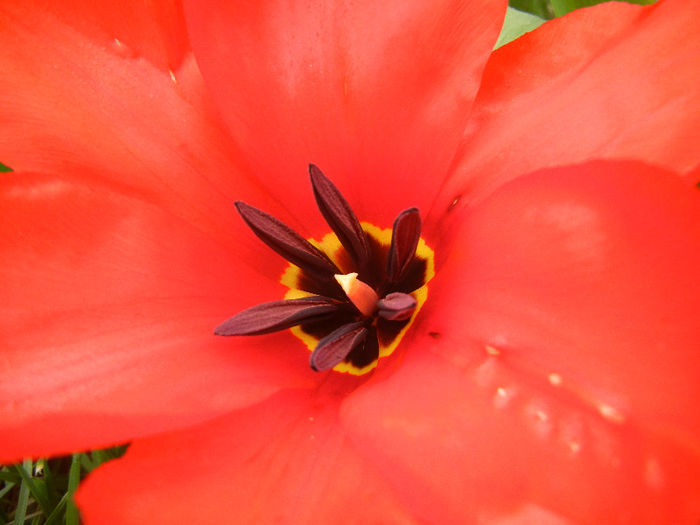 Tulipa Madame Lefeber (2013, April 05)