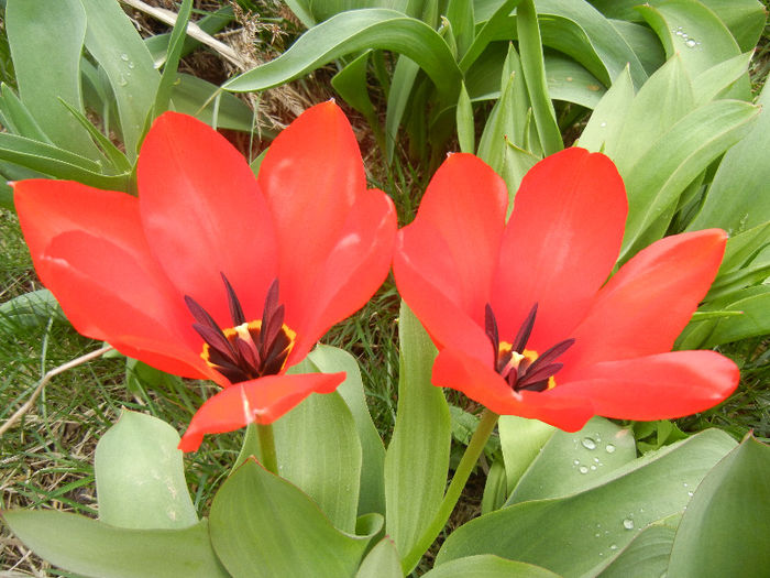 Tulipa Madame Lefeber (2013, April 05) - Tulipa Madame Lefeber