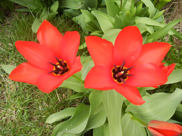 Tulipa Madame Lefeber (2013, April 05) - Tulipa Madame Lefeber