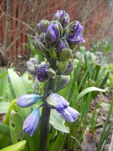 Hyacinth Isabelle (2013, April 04) - Hyacinth Isabelle