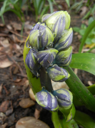 Hyacinth Isabelle (2013, April 04)