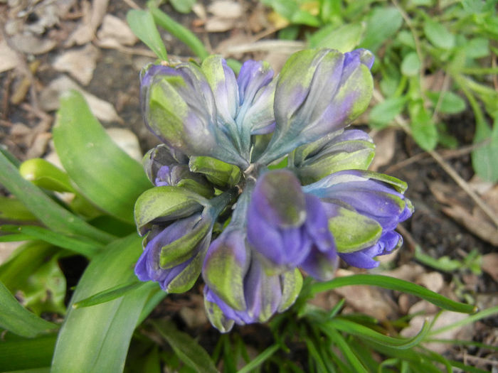 Hyacinth Isabelle (2013, April 05)